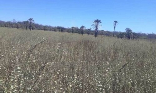 Bild 1 - Farm Bauernhof mit 2572 ha in Bahia Brasilien