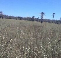 Farm Bauernhof mit 2572 ha in Bahia Brasilien - Cotegipr