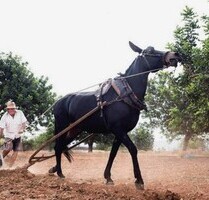 Weingut zu verkaufen in Benimussa Ibiza - Sant Antoni de Portmani
