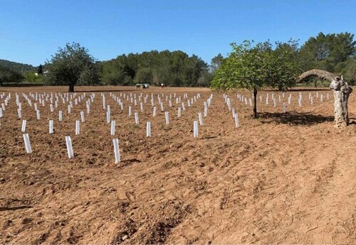 Bild 2 - Grundstück zum Kaufen in Sant Antoni de Portmani