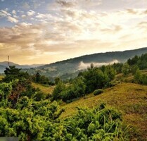 140 ha Waldfläche für Wiederaufforstung - Pescari