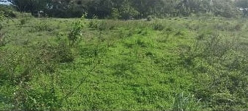 Bild 2 - Grundstück zum Kaufen in Cabarete