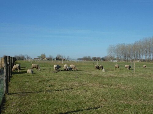 Bild 2 - 3 Zimmer Einfamilienhaus zum Kaufen in Csólyospálos