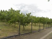 Bild 1 - Obstbetrieb mit 2000 Bäumen im Komitat Csongrad