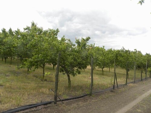 Bild 1 - Obstbetrieb mit 2000 Bäumen im Komitat Csongrad