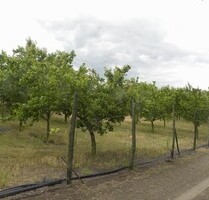Obstbetrieb mit 2000 Bäumen im Komitat Csongrad - Balástya