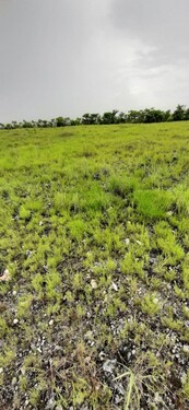 Bild 3 - Grundstück in Pandawai