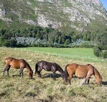 Asturien Finca mit grossem Grundstück ideal für Pferde - Lloroni