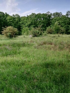 Bild 1 - 1100 ha Laubwald - 5.400.000,00 EUR Kaufpreis, ca. 1.100.000,00 m²