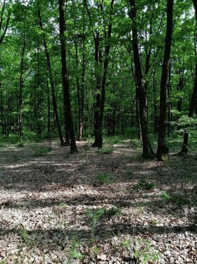 Bild 2 - Grundstück zum Kaufen in Pescari