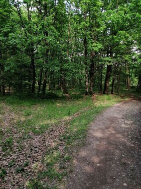 Bild 3 - Grundstück in Pescari