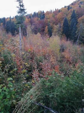 Bild 4 - Grundstück in Pescari zum Kaufen
