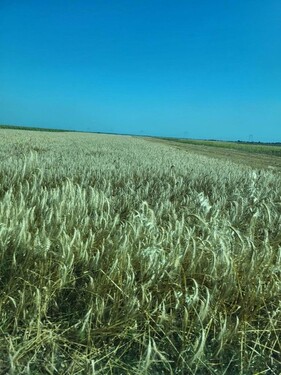 Bild 1 - 500 ha Ackerland - 4.400.000,00 EUR Kaufpreis, ca.  500.000,00 m²