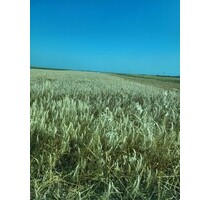 500 ha Ackerland - 4.400.000,00 EUR Kaufpreis, ca.  500.000,00 m² in Pescari (PLZ: 317153)