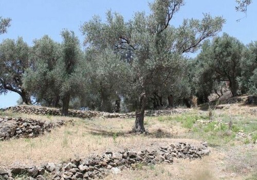 Bild 2 - Grundstück zum Kaufen in Bar