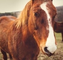 Villa mit Reitanlage an der Algarve Portugal - Benagil