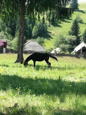 Bild 4 - Grundstück in Miercurea Ciuc zum Kaufen