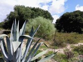 Bild 1 - Schönes Grundstück in Strandnähe Andalusien