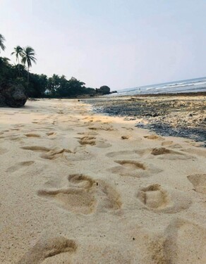 Bild 2 - Grundstück zum Kaufen in Siargao