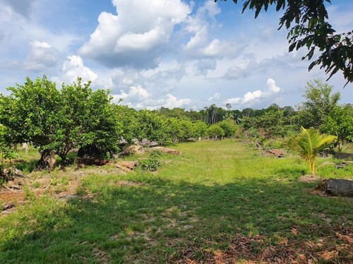 Bild 1 - Limonen Farm mit 20 Hektar TOP Investment