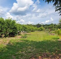 Limonen Farm mit 20 Hektar TOP Investment - Manacapuru