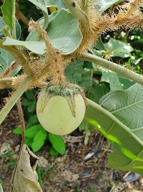 Bild 4 - Einfamilienhaus mit 1,00 m&sup2; in Manacapuru zum Kaufen