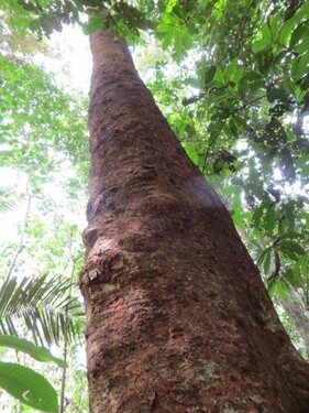 Bild 2 - Grundstück zum Kaufen in Tefe