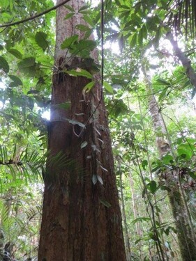 Bild 3 - Grundstück in Tefe