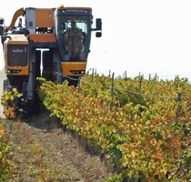 Landwirtschaftliche Flächen im Südosten Rumäniens - Adamclisi