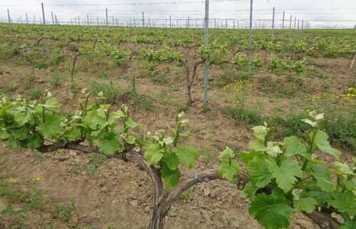 Bild 2 - Grundstück zum Kaufen in Adamclisi