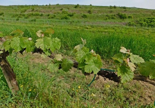 Bild 3 - Grundstück in Adamclisi