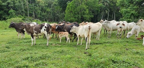 Bild 1 - Rinderfarm mit 300 Hektar - 49.900,00&nbsp;EUR Kaufpreis, ca.&nbsp;3.000.000,00&nbsp;m&sup2;