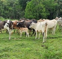 Rinderfarm mit 300 Hektar - 49.900,00 EUR Kaufpreis, ca. 3.000.000,00 m² in Manaus (PLZ: 69021005)