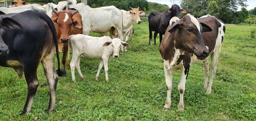 Bild 2 - Grundstück zum Kaufen in Manaus