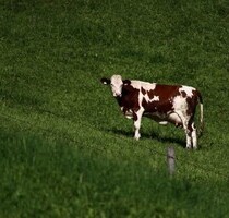 530 ha Weideland Kreis Maramures Rumänien - Gurahont