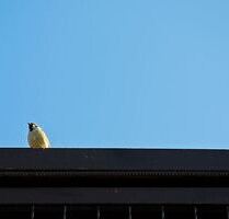 Schönes Gewerbegebäude in gute Lage von Kyiv