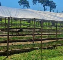 Fünf Hektar gutes Ackerland mit Haus und Gemüseanbau - Itacoatiara