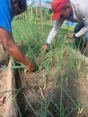 Bild 2 - Grundstück zum Kaufen in Itacoatiara