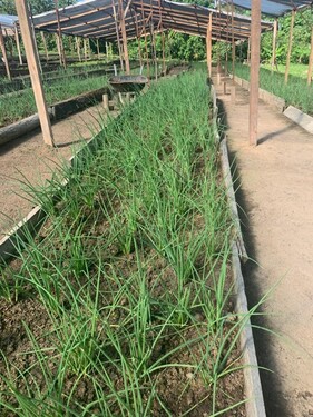 Bild 3 - Grundstück in Itacoatiara