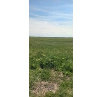 600 ha Ackerland - 6.600.000,00 EUR Kaufpreis, ca. 6.000.000,00 m² in Pescari jud (PLZ: 317153)