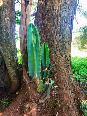 Bild 4 - Einfamilienhaus mit 220,00 m² in Bella Vista (Itapua) zum Kaufen