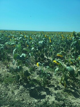 Bild 4 - Grundstück in Pescari zum Kaufen