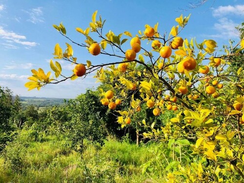 Bild 1 - Grundstück mit 360 Grad Weitblick