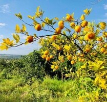 Grundstück mit 360 Grad Weitblick - Capitan Miranda