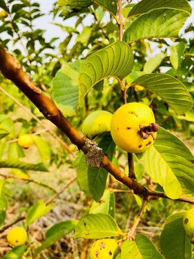 Bild 2 - Grundstück zum Kaufen in Capitan Miranda