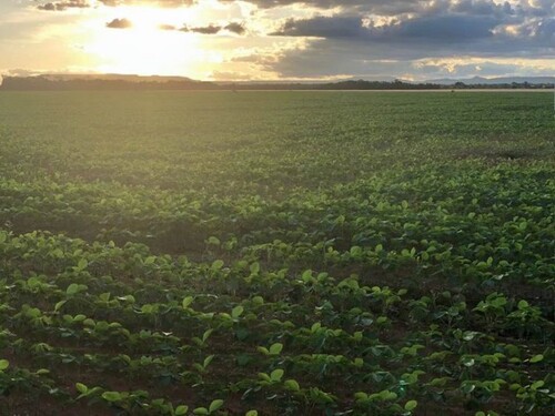 Bild 1 - Brasilien 15630 Hektar Farm für den Anbau von Baumwolle