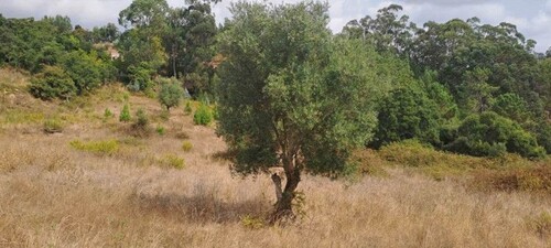 Bild 3 - 1 Zimmer Einfamilienhaus in Lousa Loures