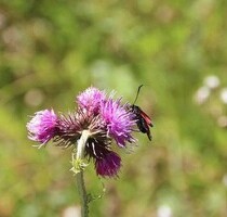 Freizeitgrundstück Flurstück Agrarland - Ormont-Dessous -En Mimont-