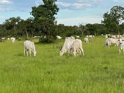 Bild 3 - Grundstück in Pantanal