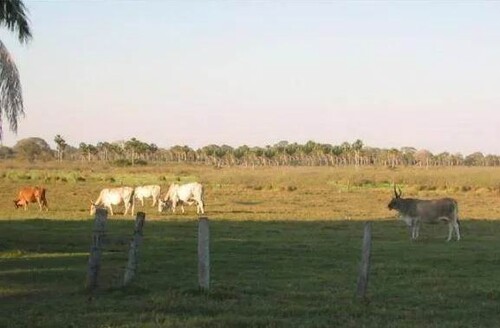 Bild 2 - Grundstück zum Kaufen in Cáceres